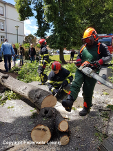 Baum auf PKW